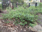 Darwinia citriodora (Prostrate)