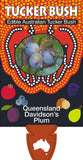 Davidsonia pruriens (Tucker Bush QLD Davidsons Plum)