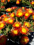 Delosperma Fire Wheels of Wonder