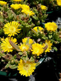 Delosperma Golden Wheels of Wonder