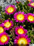 Delosperma Hot Pink Wheels of Wonder