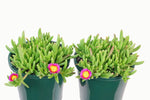 Delosperma Hot Pink Wheels of Wonder