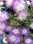 Delosperma Violet Wheels of Wonder