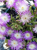 Delosperma Violet Wheels of Wonder