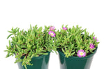 Delosperma Violet Wheels of Wonder