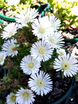 Delosperma White Wheels of Wonder