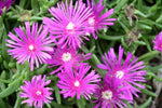 Delosperma cooperi Sunflare