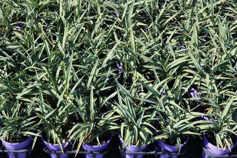 Dianella Blue Ripple