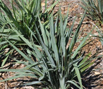 Dianella Blue Stream