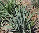 Dianella Blue Stream