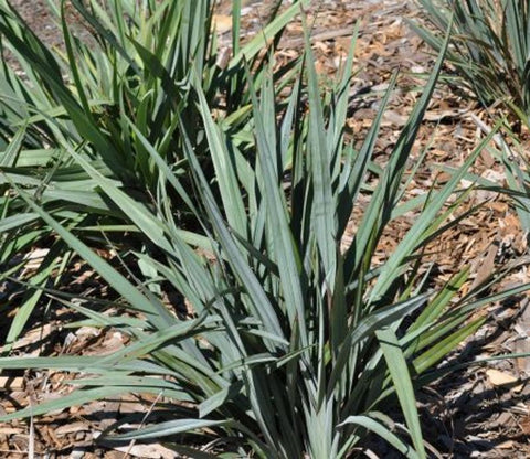 Dianella Blue Stream