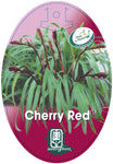 Dianella Cherry Red