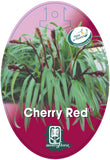 Dianella Cherry Red