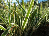 Dianella Silver Streak