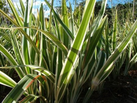 Dianella Silver Streak