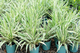 Dianella Silver Streak