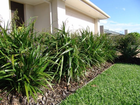 Dianella caerulea Breeze DCNC0