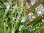 Dianella caerulea Breeze DCNC0