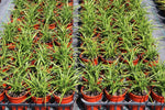 Dianella caerulea Breeze DCNC0