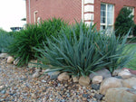 Dianella caerulea Cassa Blue DBB03