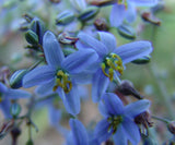 Dianella caerulea Cassa Blue DBB03