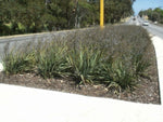 Dianella caerulea Cassa Blue DBB03