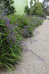 Dianella caerulea Little Jess DCMP01