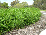 Dianella caerulea Little Jess DCMP01