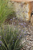 Dianella revoluta Little Rev DR5000