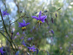 Dianella revoluta Revelation DRG04