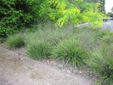 Dianella revoluta Revelation DRG04