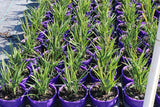 Dianella revoluta Revelation DRG04