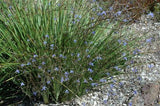 Dianella revoluta Kentlyn