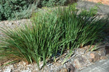 Dianella revoluta Kentlyn