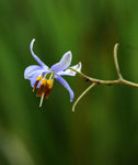 Dianella revoluta Kentlyn