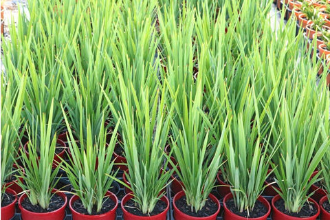 Dianella revoluta Kentlyn