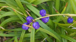 Dianella revoluta (Tucker Bush Blueberry Lily)