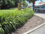 Dianella tasmanica Tasred TR20