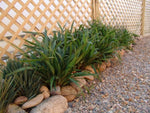 Dianella tasmanica Tasred TR20