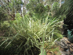 Dianella tasmanica Wyeena TAS300