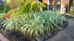 Dianella tasmanica Wyeena TAS300