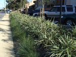 Dianella tasmanica Wyeena TAS300