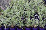 Dianella tasmanica Wyeena TAS300