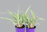 Dianella tasmanica Wyeena TAS300