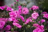 Dianthus Candy Floss Mauve