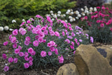 Dianthus Candy Floss Mauve