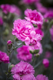 Dianthus Candy Floss Mauve