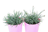 Dianthus Candy Floss Mauve