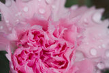 Dianthus Candy Floss