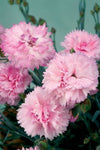 Dianthus Candy Floss